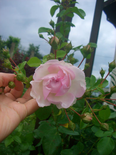 'Jasmina ™' • Climbing Jasmina • KO 96/1993-01 • Korcentex; Climber, Large-Flowered Climber.  Bred by Tim Hermann Kordes (Germany, 1996).
