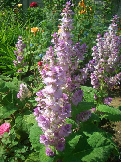 Salvia Sclarea