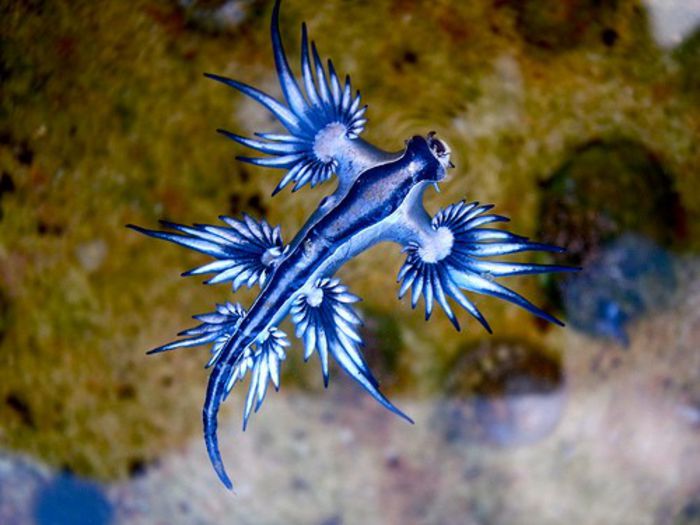 135892-dragonul-albastru - Unele dintre cele mai rare vietati de pe terra