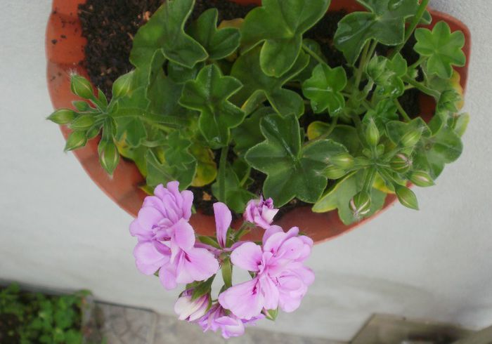 Pelargonium peltatum