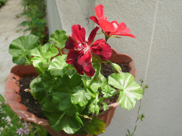  - Pelargonium