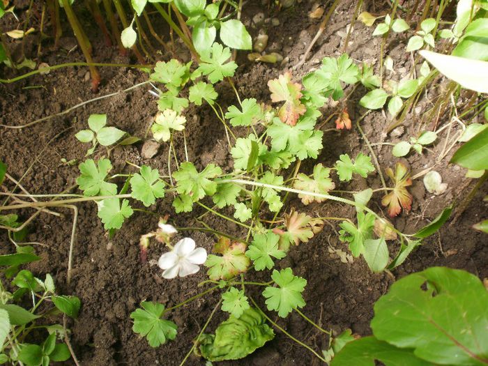 Geranium x cantabrigiense `St. Ola`