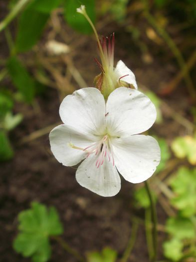 Geranium x cantabrigiense ` St. Ola` - Geranium