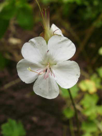 Geranium x cantabrigiense `St. Ola` - Geranium