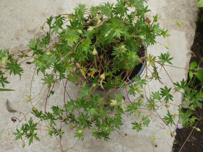 Geranium sanguineum var. striatum