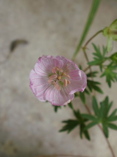 Geranium sanguineum var. striatum - Geranium