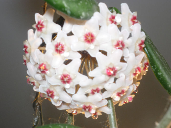 Hoya - Flori 2014