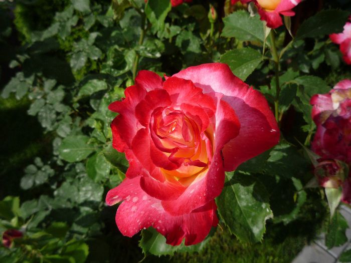 P1130672 - AAA flori 2014