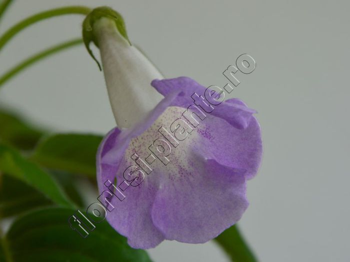 Sinningia Luci s Dual Soul - GLOXINIA _ SINNINGIA 2