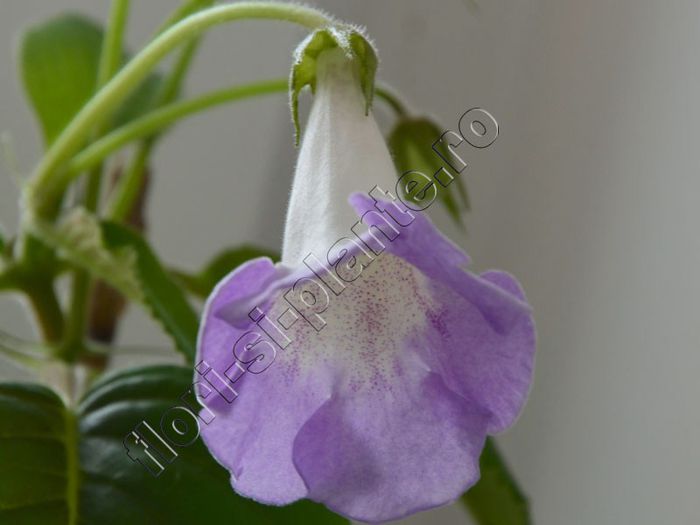 Sinningia Luci s Dual Soul - GLOXINIA _ SINNINGIA 2