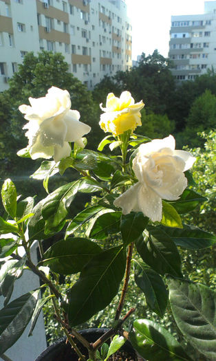 IMAG0744 - Flori de ziua mea