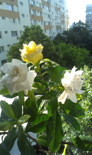 IMAG0742 - Flori de ziua mea