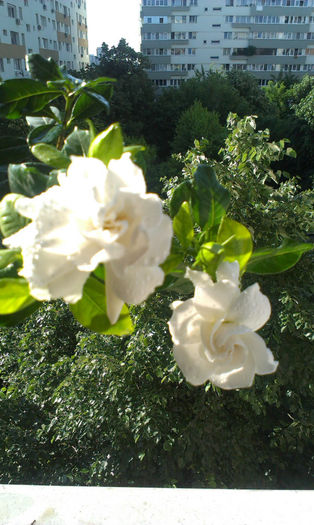 IMAG0741 - Flori de ziua mea