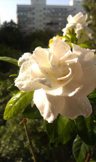 IMAG0739 - Flori de ziua mea