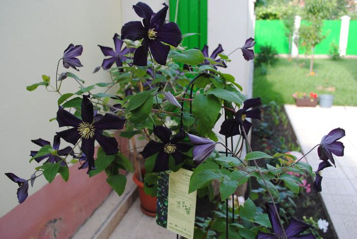 clematis Romantika - yyy 2014 Trandafiri si clematite