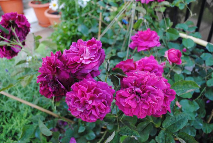 Munstead Wood - yyy 2014 Trandafiri si clematite