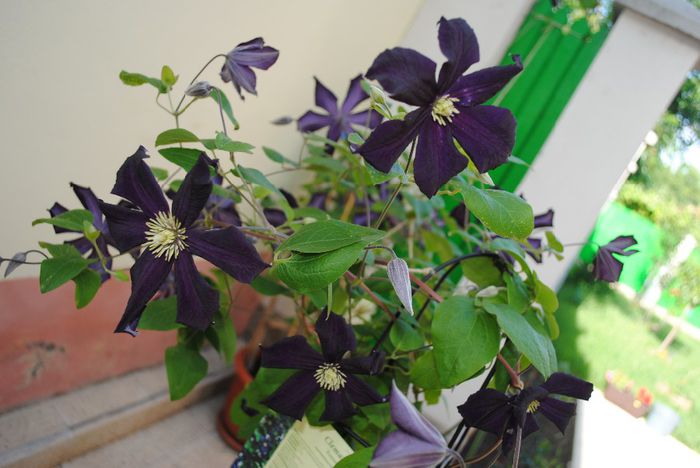 clematis Romantika - yyy 2014 Trandafiri si clematite