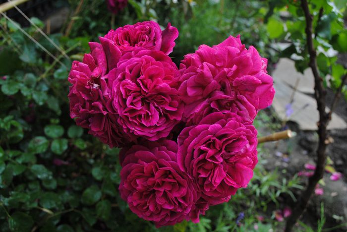 Munstead Wood - yyy 2014 Trandafiri si clematite