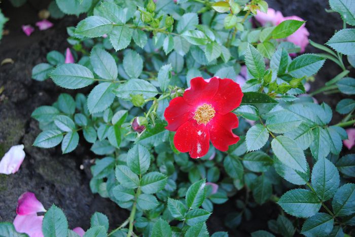 Bienenweide Rot, prima floare - yyy 2014 Trandafiri si clematite