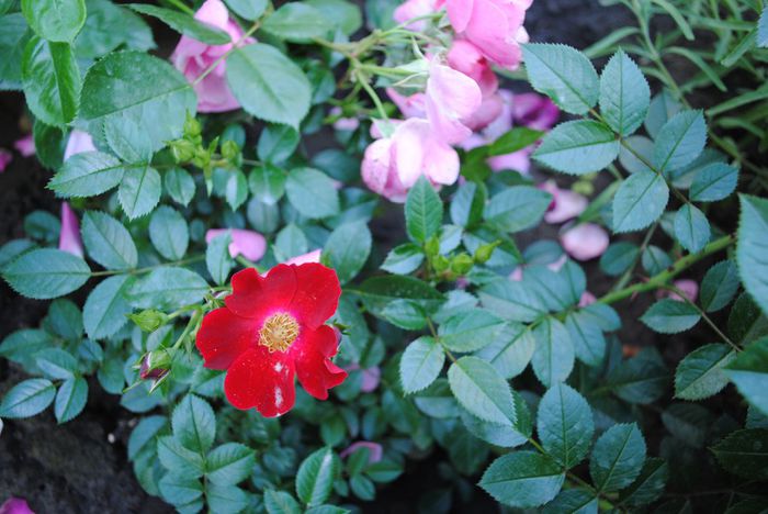 Bienenweide Rot - yyy 2014 Trandafiri si clematite