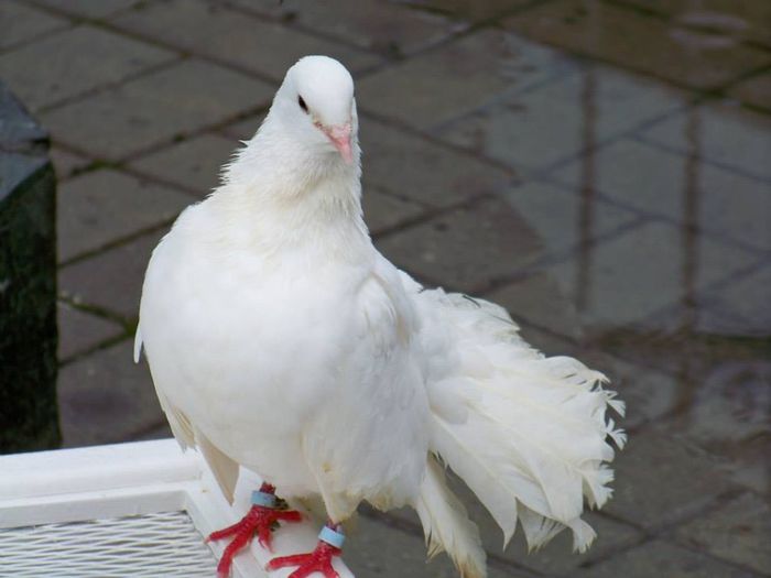 10367184_598156360283656_7593671695627500275_n