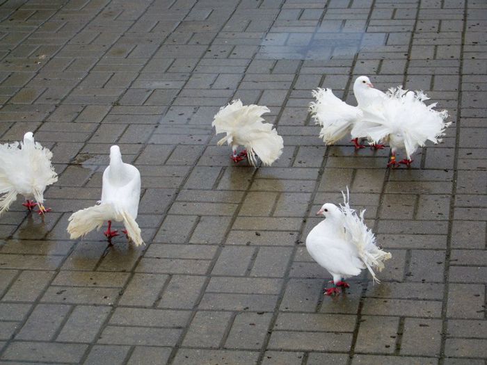 10382629_598156223617003_635410667262819510_n