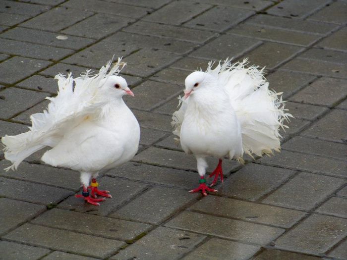 10414564_598156343616991_1750875584747502870_n