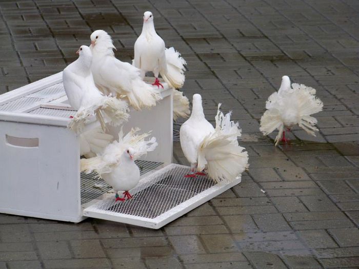 10419395_598156190283673_3119271619989345120_n