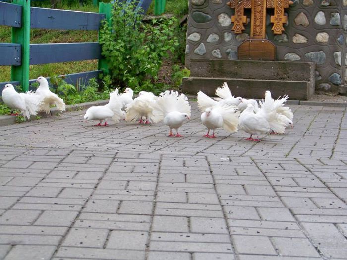 10423648_598156480283644_3234812194586620215_n