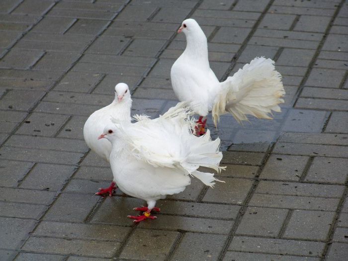 10426704_598156260283666_5969363917379008443_n