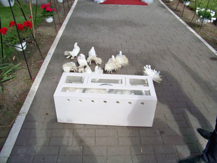 10258005_515874555207704_9099601958145765164_o