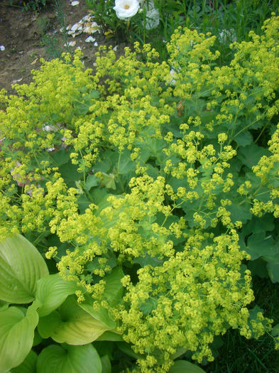 alchemilla mollis