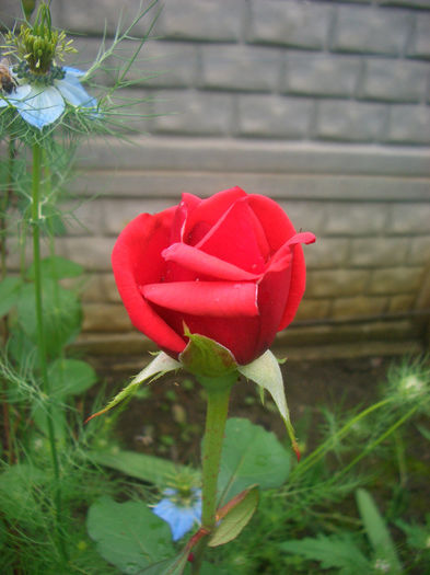 'Queen of Bermuda'; Grandiflora, Hybrid Tea.  Bred by Bowie (Bermuda, 1956).
