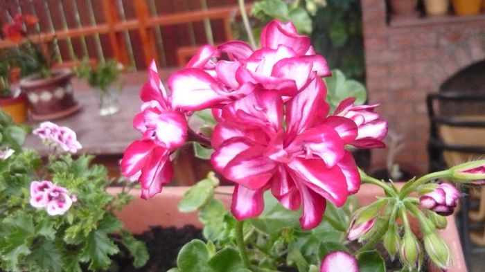 071 - 2014 flori