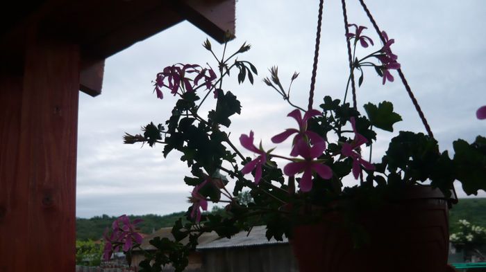 089 - 2014 flori
