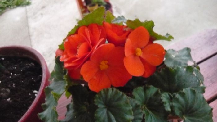 092 - 2014 flori