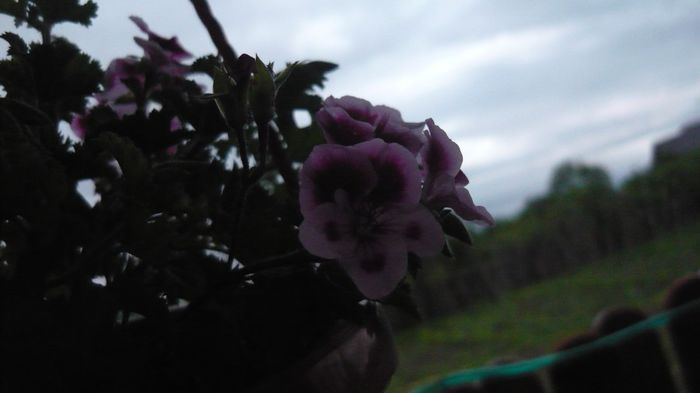 097 - 2014 flori