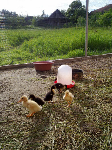 ratuste - cotetul si pasarile ce se adapostesc in el