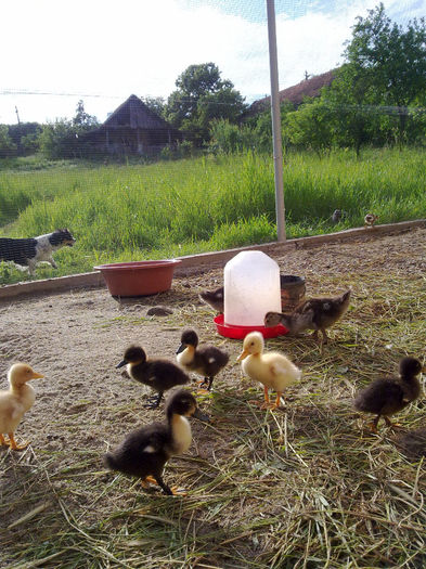 rate - cotetul si pasarile ce se adapostesc in el