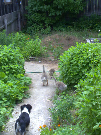 boboci urmariti - cotetul si pasarile ce se adapostesc in el