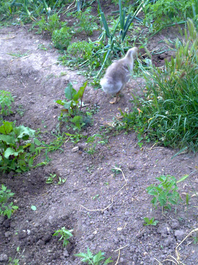 bobocei - cotetul si pasarile ce se adapostesc in el