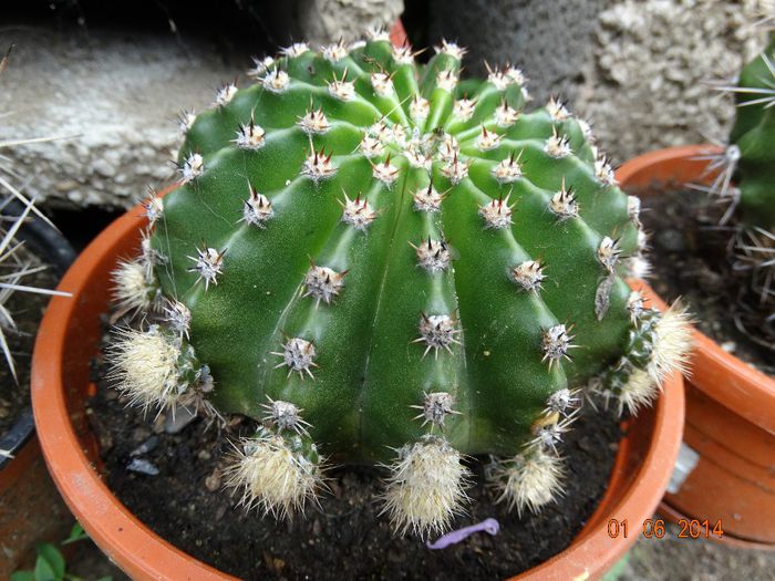 DSC04066 - Cactusi  si suculente 2014
