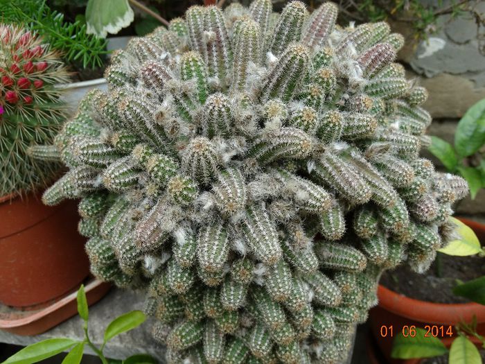 DSC04061 - Cactusi  si suculente 2014