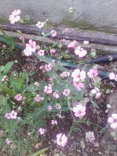 multumesc siana - flori de gradina 2014
