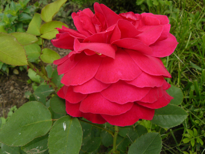 Othello - Trandafirii mei_2014