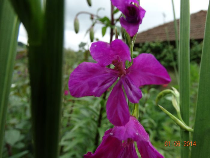 DSC04011 - Plante in gradina 2014