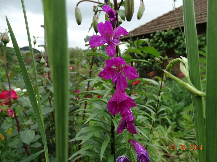 DSC04010 - Plante in gradina 2014
