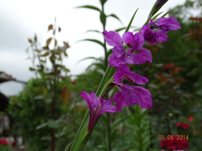 DSC04001 - Plante in gradina 2014