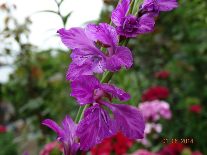 DSC04003 - Plante in gradina 2014