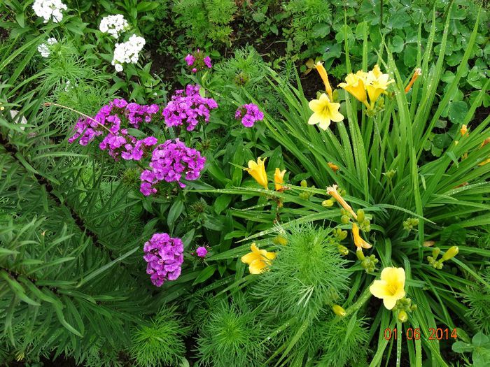 DSC04005 - Plante in gradina 2014